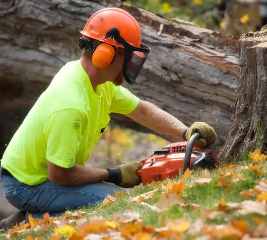 tree services Ashtabula